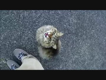 釣りをさせてくれない野良猫part９