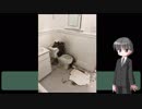 【謝罪会見】アメリカでホームレスしてトイレの天井が落ちた話