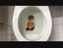マクドナルドのハンバーガーとフライドポテトをトイレに流してみた