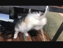 浅利晃_ねこと遊びます