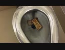マクドナルドのアップルパイをトイレに流してみた