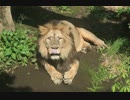 インドライオンの咆哮(上野動物園)