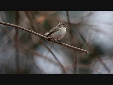 小さな声で可愛く囀るニシオジロビタキ