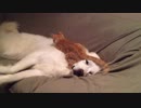 猫にマッサージされるグレートピレニーズ