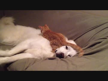 猫にマッサージされるグレートピレニーズ