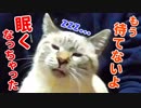飼い主を待ってたら眠くなっちゃった猫がかわいすぎる