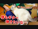 ギターを弾いてたら猫が羨ましそうに近寄ってきました