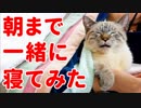 【かわいすぎ注意】猫のデュフィと朝まで一緒に寝てみたら…＜第2弾＞