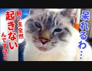 あの手この手で飼い主を起こそうと奮闘する猫がかわいすぎた