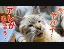 撫でられて気持ちよくなりすぎた猫が催してしまいました…