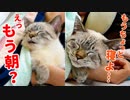 布団で一緒に寝てくれる猫がかわいすぎて起きたくなくなっちゃいました…