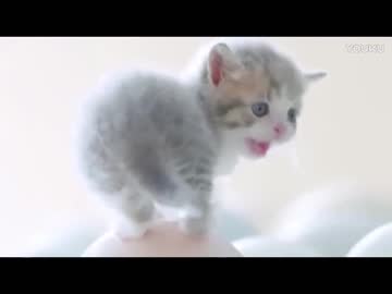 卵から産まれてくる猫