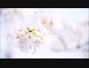 【GUMI】桜舞う【オリジナル】