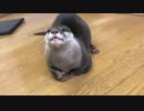 手先が器用なのでどんな入れ物からもご飯を食べれます