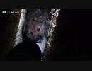 人が怖くて隠れちゃった野良犬を家族に迎えました