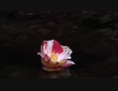 誰か鳥さんと君の映像を( ˘•ω•˘ )