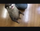 遊んでアピールをするカワウソ