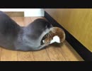 友達が出来たけど、とりあえずひっくり返すカワウソ