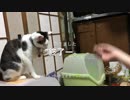 猫に豆まきしてみた