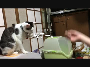 猫に豆まきしてみた