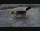 釣りをさせてくれない野良猫part１０