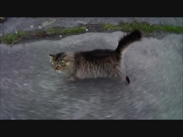 釣りをさせてくれない野良猫part１０