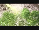 浅利晃_食材を洗う