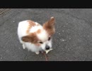 渋々散歩に出かけるワンコ（パピヨン）2