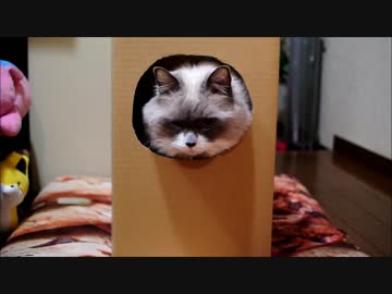 だんぼーるすきにゃ！