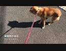散歩の途中で病院を見つけてしまった犬