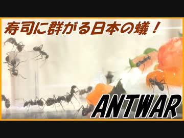 ウニ！イクラ！サーモン！寿司に群がる日本のアリ！