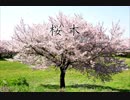 初音ミク『桜木』オリジナル曲
