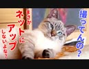 恥ずかしすぎる寝相を全世界に公開されたかわいすぎる猫がこちらです