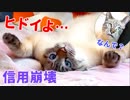 【悲報】飼い主にグーパンされて猫がひっくり返ってしまいました…