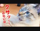 この匂いナニ!?つい何度も嗅いじゃうけど悶絶する猫がかわいすぎた