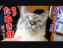 かわいさを自覚している猫がかわいすぎる顔をカメラに見せつけるので、一瞬見せたたぬき顔をサムネにしてやりました