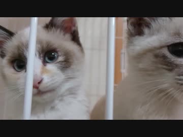 寄り添う仔猫達