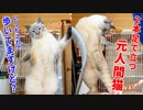 立ち姿がかわいすぎる猫のタプタプお腹は好きですか？
