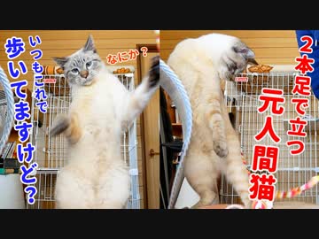 立ち姿がかわいすぎる猫のタプタプお腹は好きですか？