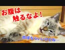眠る猫のフワフワな毛がかわいすぎて、つい撫でてしまったら大変なことになりました…