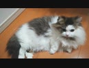 【ふわっふわ♡】冬毛でもふもふのオットくん！【もふ猫】