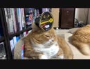 【マンチカンズ】のせ猫ティオ