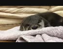 眠いときのカワウソはめちゃ可愛いんです＾＾
