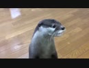エサキャッチするカワウソ