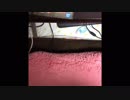 【開封動画】やっと届いた！！！