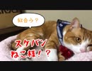 セーラー服を着たスケバンねこイナリ君がかわいい