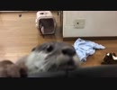 ひょっこりカワウソ
