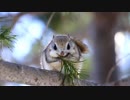 エゾモモンガ
