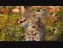 【けものフレンズ】多摩動物公園をさばんなちほーにしてみた【多摩動物公園】