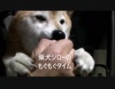 柴犬ジロー　もぐもぐタイム